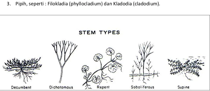 Gambar 4 : Tipe-tipe dan arah tumbuh batang (Radford, 1974) 