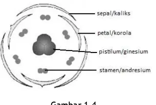 Gambar 1.4.  Diagram Bunga yang Menunjukkan Empat Lingkaran Organ, Kaliks, Korola, 