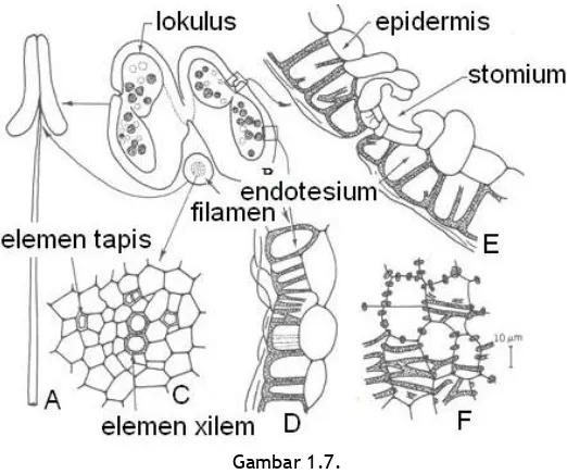Gambar 1.7.  Struktur Anatomi Stamen pada Tumbuhan Angiospermae. 