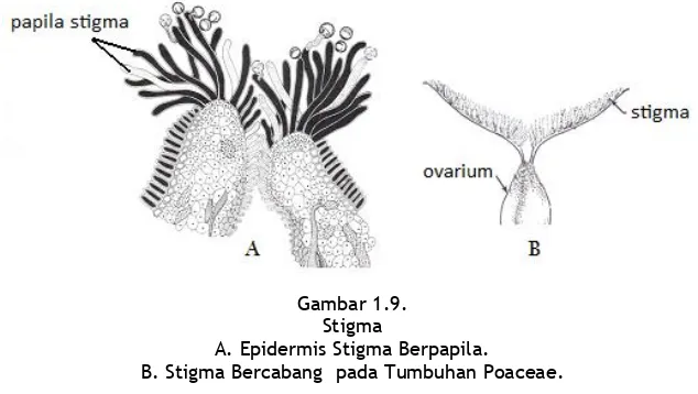 Gambar 1.8.  Ginesium yang Tersusun dari Beberapa Karpel (Sinkarp). 