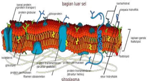 Gambar 6: Membran sel terdiri dari lapisan ganda fosfolipid dan berbagai protein. 
