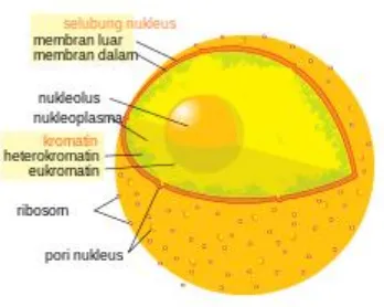 Gambar 7: Nukleus dan bagian-bagiannya. 