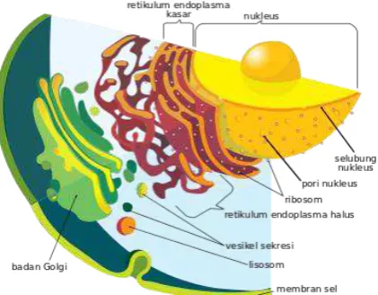 Gambar 8: Sistem endomembran sel. 