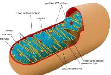Gambar 9: Gambaran umum mitokondria. 
