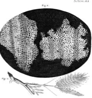 Gambar 2: Gambar struktur gabus yang dilihat Robert Hooke melalui mikroskopnya 