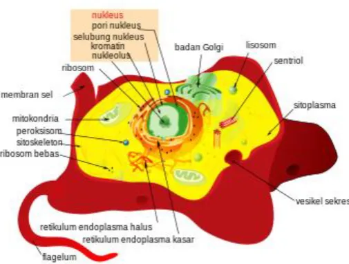Gambar 5: Gambaran umum sel hewan. 