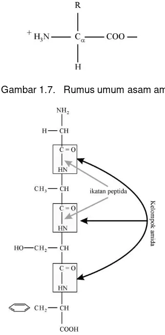 Gambar 1.7.   Rumus umum asam amino 