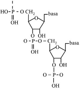 Gambar 1.9 Struktur nuleotida dan asam inti 