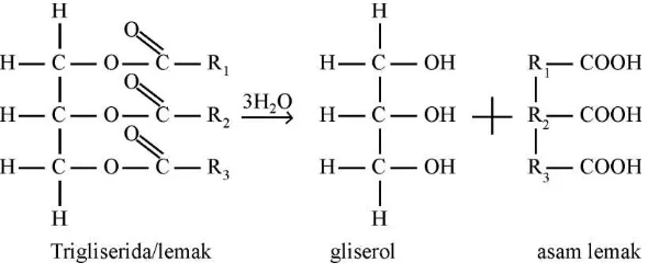 Gambar 1.6 Struktur gliserol dan lemak atau trigliserida 