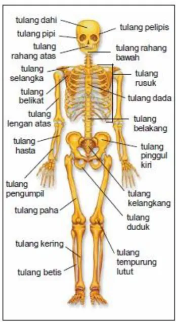 Gambar 2.1 Rangka Manusia 