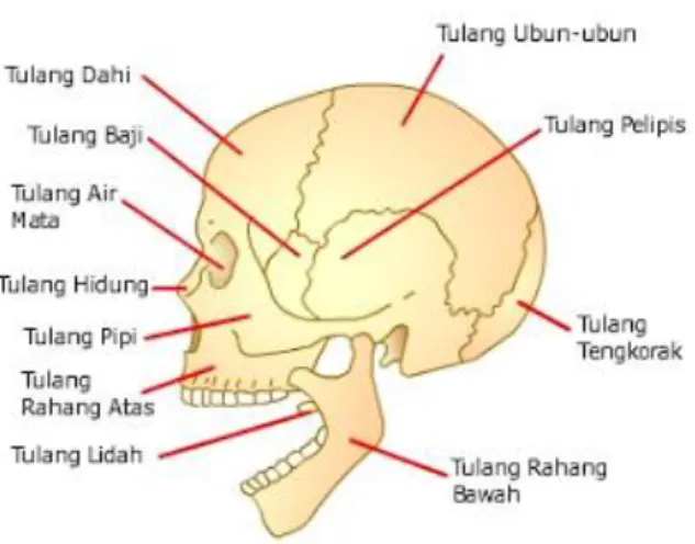 Gambar 2.2 Rangka Kepala (Tengkorak) 