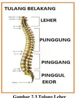 Gambar 2.3 Tulang Leher 