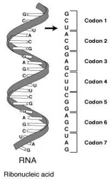 Gambar 5. Replikasi DNA 