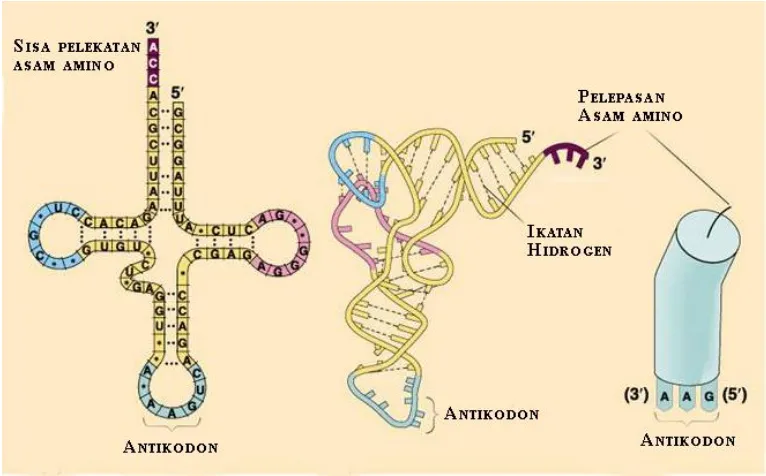 Gambar 7. Struktur RNA transfer 