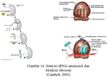 Gambar 14. Sintesis tRNA-aminoasil dan  