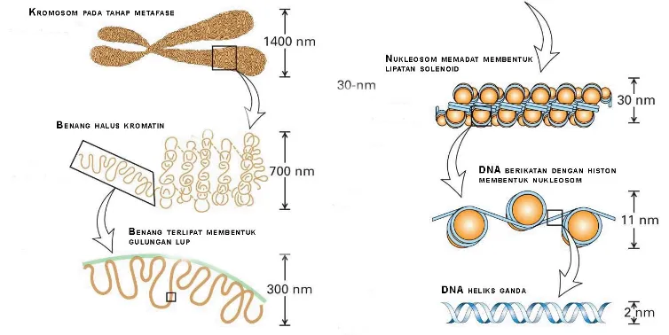 Gambar 1. Pengemasan DNA di dalam Kromosom (www.geneticengineering.org) 