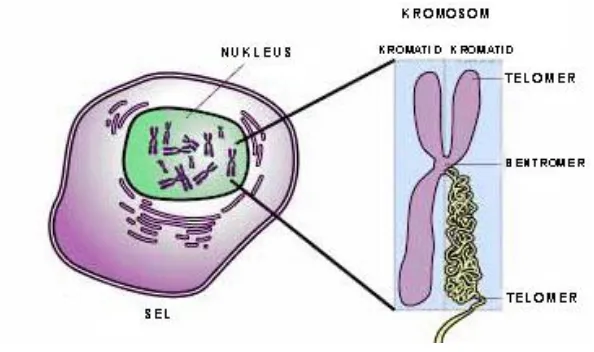 Gambar 2. Bagian-bagian kromosom 