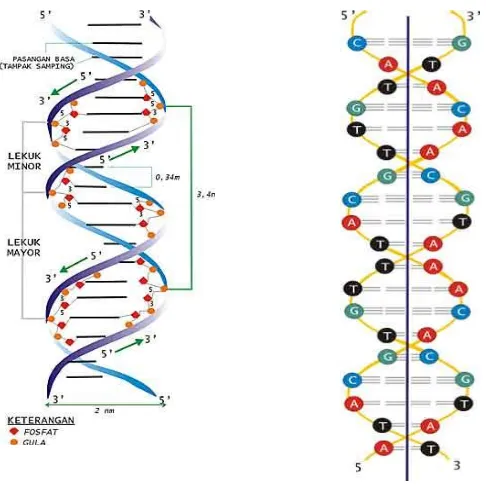 Gambar 3. Struktur DNA 