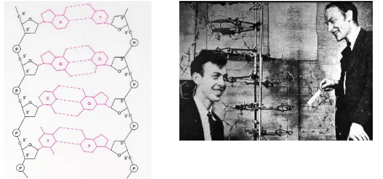 Gambar 4. Rumus bangun kimia basa nitrogen, nukleotida Dan foto Watson and Crick (www.praweda.co.id) 