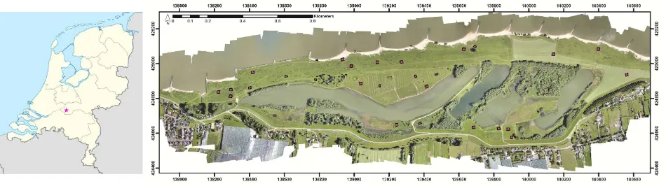 Figure 1. Location of study area in the Netherlands (left). Orthophoto of Breemwaard in June with fieldplots in magenta (right)