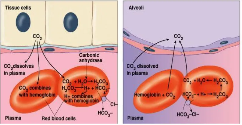 Gambar 5. Proses pertukaran  karbondioksida dalam plasma dan sel jaringan 
