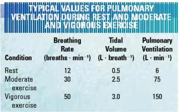 Gambar 6. Nilai ventilasi paru pada saat istirahat, latihan sedang dan berat                         (Sumber : Anonim, 2008d) 