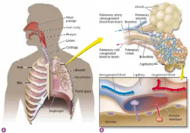 Gambar 1. Struktur paru-paru dan pertukaran gas pada alveoli 