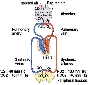 Gambar 4. Pertukaran gas antara karbondioksida dan oksigen dalam paru dan darah pada sistem sistemik 