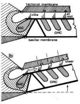 Gambar 10. Outer dan Inner rambut Sel (dari Jahn dan Santos-Sacchi, pg 165) 