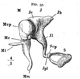 Gambar. 2. Telinga Tengah ossicles (ref. Di Sensations dari Nada, Helmholtz) 