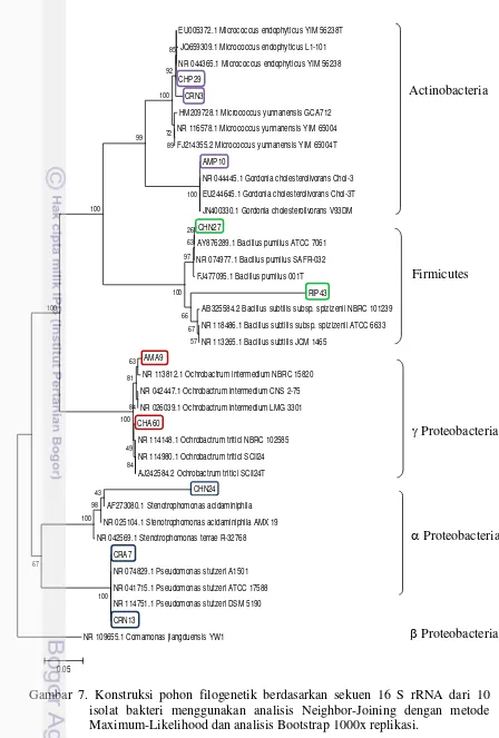 Gambar 7. Konstruksi pohon filogenetik berdasarkan sekuen 16 S rRNA dari 10 