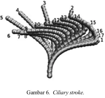 Gambar 6.  Ciliary stroke. 