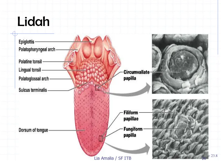 Figure 23.816