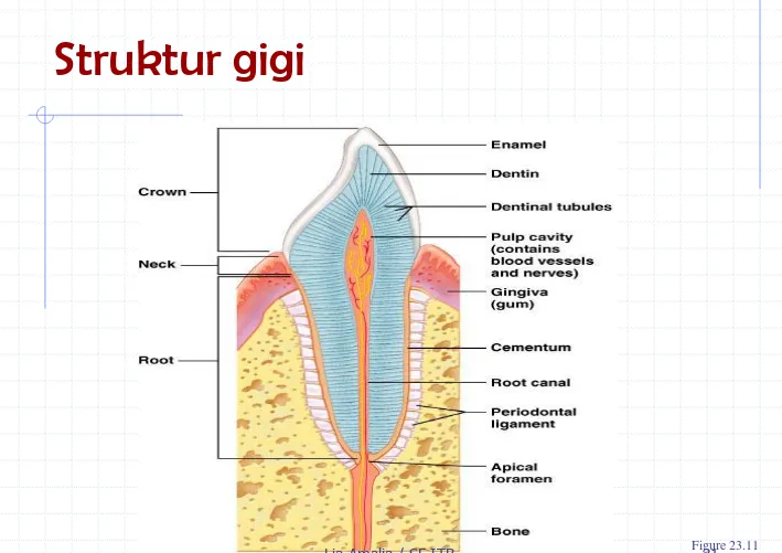 Figure 23.1131