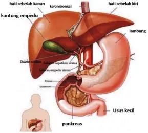 Gambar 3.7. Kantong Empedu Sumber: www.ilmudasar.com 