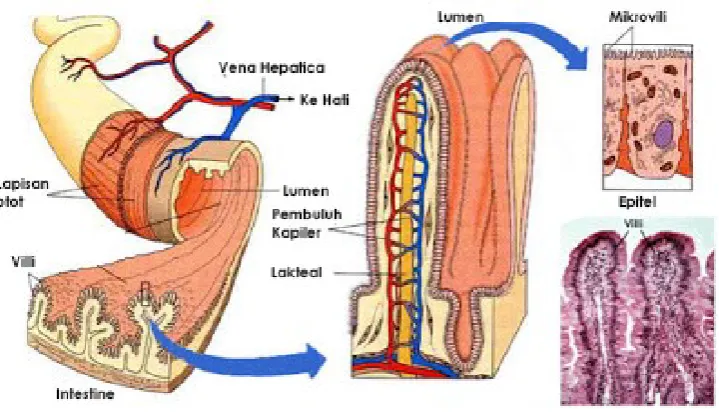 Gambar 3.5 Usus Halus Sumber: www.edubio.info 