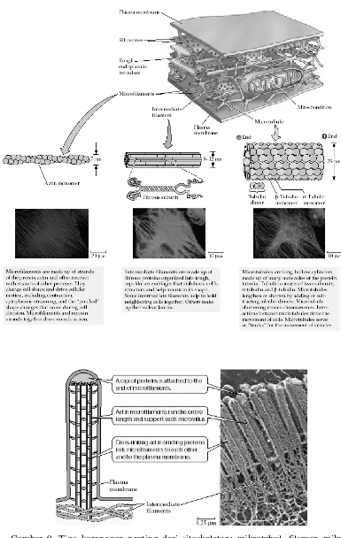 Gambar 9. Tiga komponen penting dari sitoskeleton: mikrotubul, filamen mikro, dan filamen intermediet
