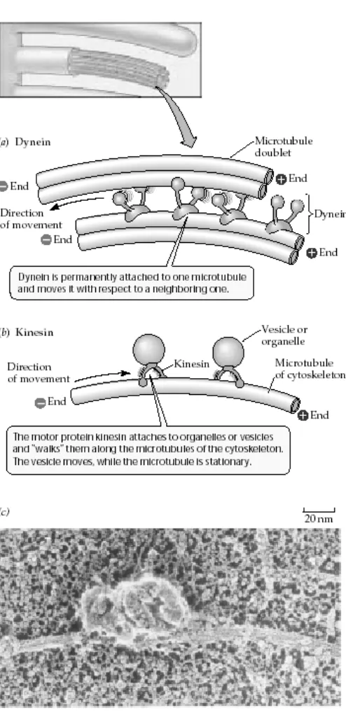 Gambar 10. Pada gambar ini juga ditunjukkan fungsi lainnya dari sitoskeleton sebagai tempat berjalannya vesikula atau organel yang harus berpindah dari titik yang satu ke titik yang lainnya dengan tepat  di dalam sel