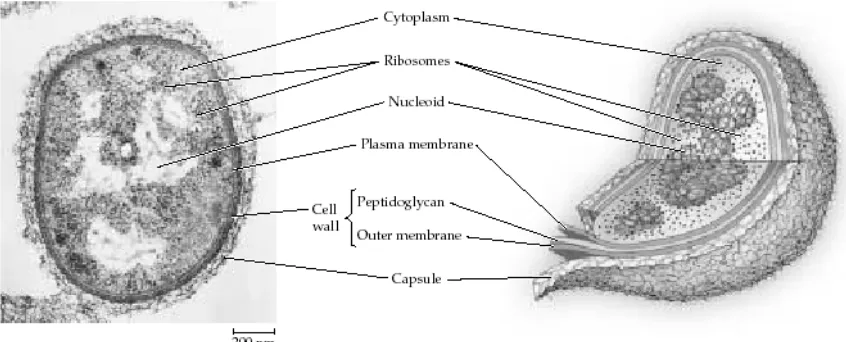 Gambar 1. Struktur umum sel prokariotik terdiri dari kapsul, dinding sel (membran luar dan   peptidoglikan merupakan anggota karbohidrat), membran plasma, sitoplasma yang mengandung ribosom dan nukleoid