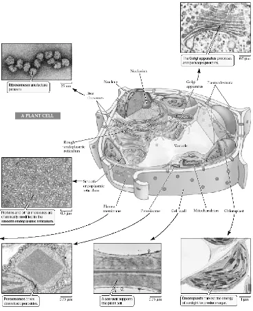 Gambar 4. Sel tumbuhan, tampak dalam gambar di atas struktur sel tumbuhan yang memiliki sistem endomembran sehingga pada sel tipe ini ditemukan berbagai organel pada sitoplasmanya