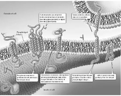 Gambar 5. Membran sel membatasi segala kegiatan yang terjadi di dalam sel sehingga tidak 