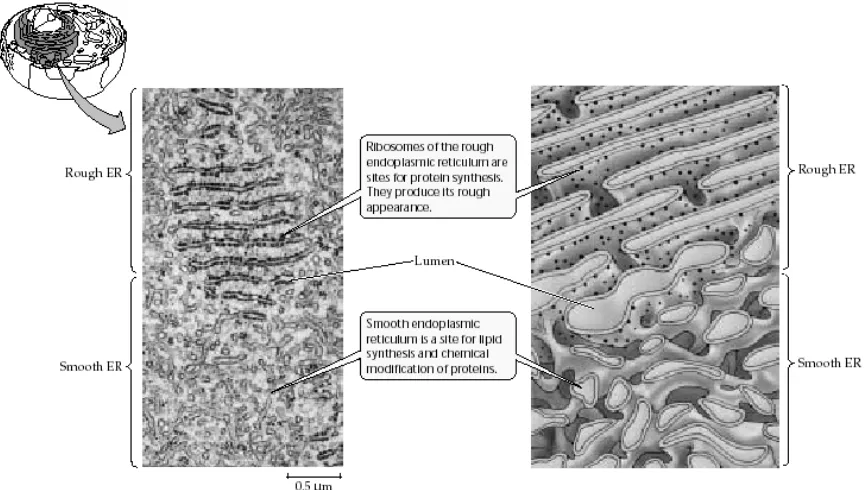 Gambar 6. Retikulum endoplasma. Tampak hasil gambar mikroskop elektron pada sisi kiri   yang menunjukkan potongan RE dalam dua dimensi