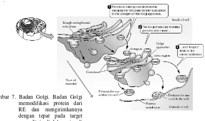 Gambar 7. Badan Golgi. Badan Golgi 