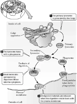 Gambar 8. Rangkaian fungsi lisosom sebagai bagian dari proses pencenaan yang terjadi di dalam sel