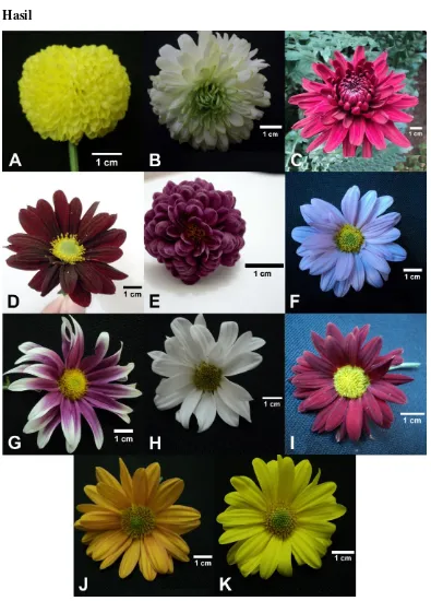 Gambar 1. Morfologi bunga C. morifolium. (A) C. morifolium var. boris becker. (B) C. morifolium var