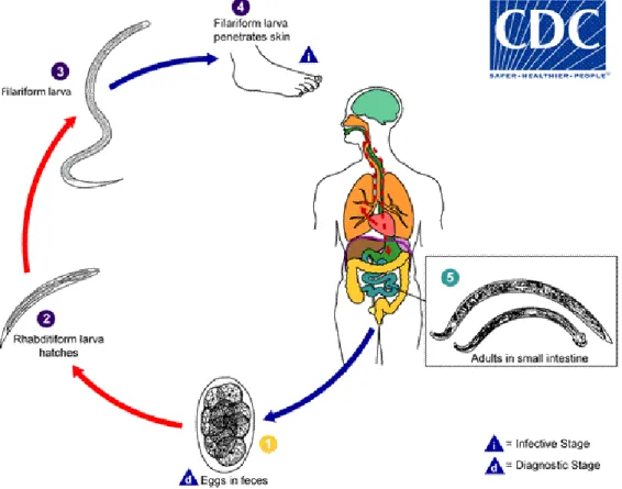 Gambar 2.1 Siklus hidup  Hookworm  (CDC, 2013). 