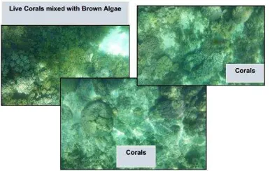 Figure 5. Possible Coral Existence with Rocks  