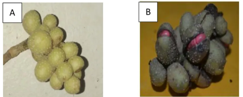 Gambar 2.5. A. Biji muda Cempaka (Michelia champaca L.) (Sumber: Doc.  Pribadi, 2019), dan B