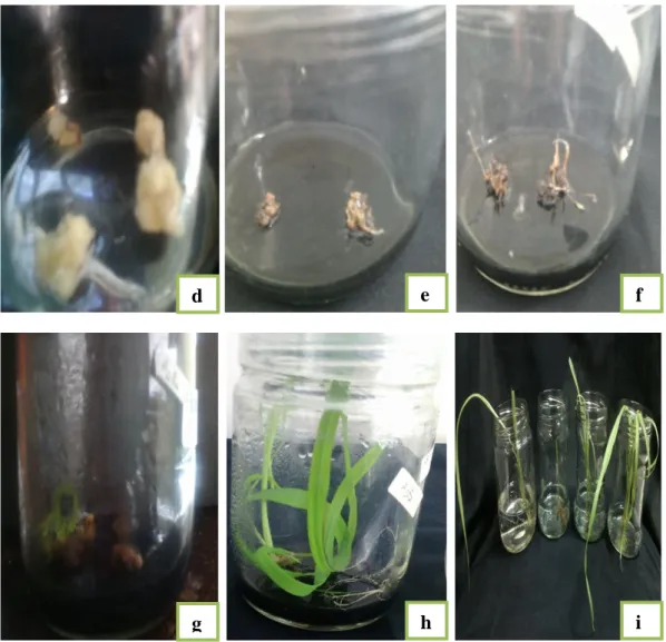 Gambar  5.  Proses  pertumbuhan  rumput  gajah  mini  secara  in  vitro  (a)  tanaman  rumput  gajah  mini