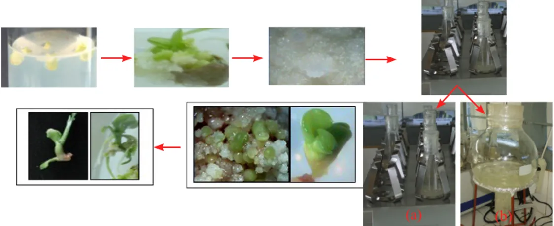Gambar 1.  Alur perbanyakan embrio menggunakan a. shaker dan b. bulb biorector (Scheme of embryos  propagation using a